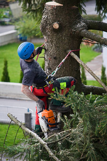 Reliable Heber, CA Tree Care  Solutions